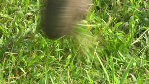 Sumatran Elephants Threatened With Extinction In Indonesia