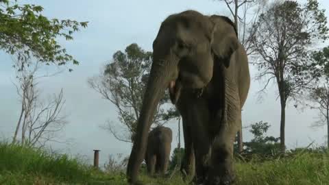 Sumatran Elephants Threatened With Extinction In Indonesia