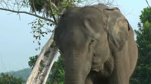 Sumatran Elephants Threatened With Extinction In Indonesia
