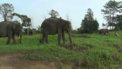 Sumatran Elephants Threatened With Extinction In Indonesia