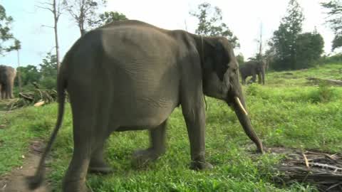 Sumatran Elephants Threatened With Extinction In Indonesia