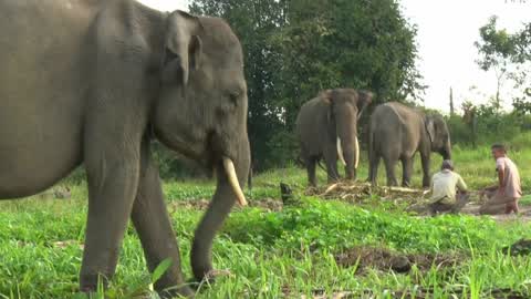 Sumatran Elephants Threatened With Extinction In Indonesia
