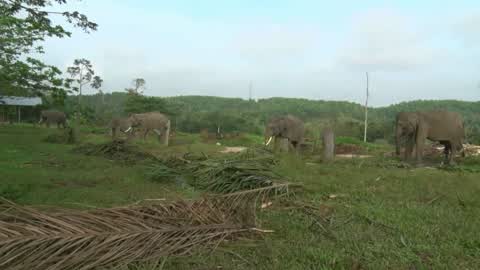 Sumatran Elephants Threatened With Extinction In Indonesia