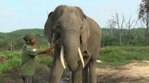Sumatran Elephants Threatened With Extinction In Indonesia