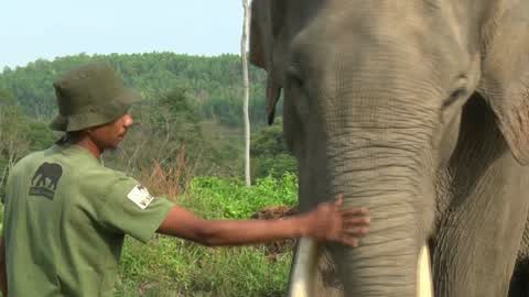 Sumatran Elephants Threatened With Extinction In Indonesia