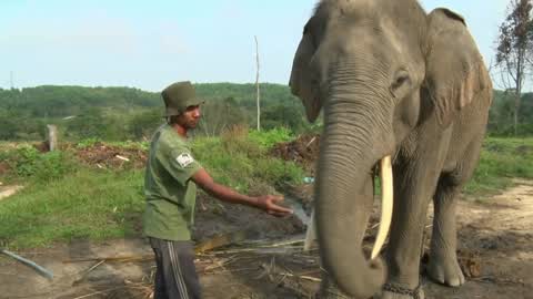 Sumatran Elephants Threatened With Extinction In Indonesia