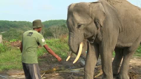 Sumatran Elephants Threatened With Extinction In Indonesia