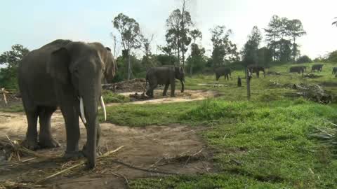Sumatran Elephants Threatened With Extinction In Indonesia