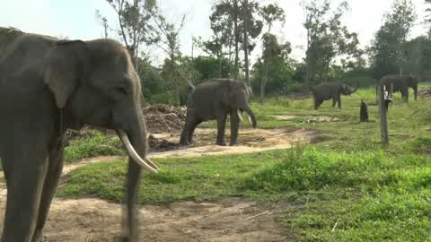 Sumatran Elephants Threatened With Extinction In Indonesia
