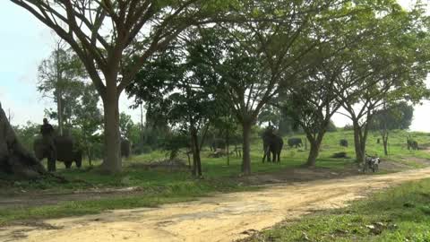 Sumatran Elephants Threatened With Extinction In Indonesia
