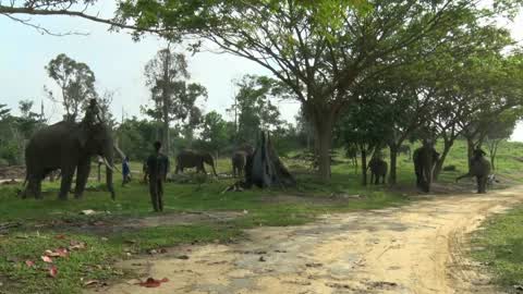 Sumatran Elephants Threatened With Extinction In Indonesia