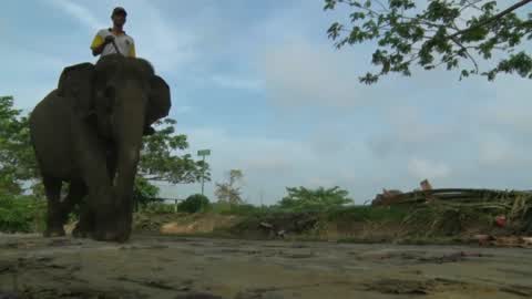 Sumatran Elephants Threatened With Extinction In Indonesia