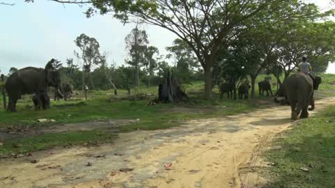 Sumatran Elephants Threatened With Extinction In Indonesia