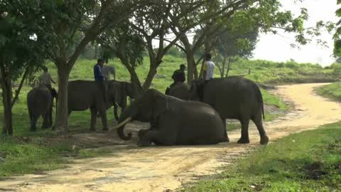 Sumatran Elephants Threatened With Extinction In Indonesia