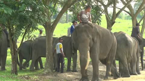Sumatran Elephants Threatened With Extinction In Indonesia