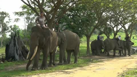 Sumatran Elephants Threatened With Extinction In Indonesia