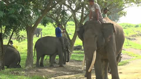Sumatran Elephants Threatened With Extinction In Indonesia