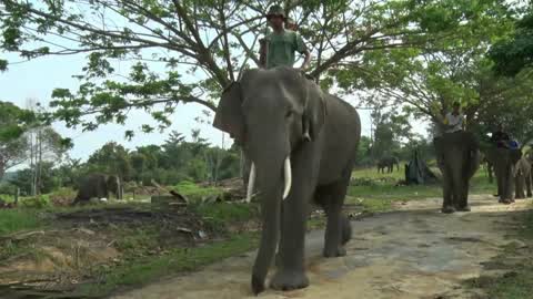 Sumatran Elephants Threatened With Extinction In Indonesia