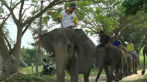 Sumatran Elephants Threatened With Extinction In Indonesia