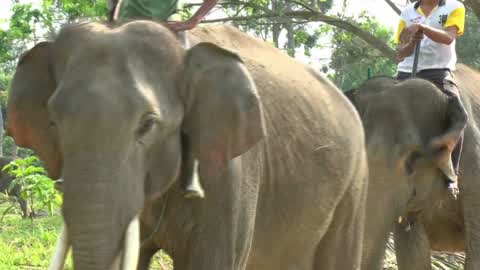 Sumatran Elephants Threatened With Extinction In Indonesia