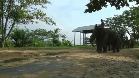 Sumatran Elephants Threatened With Extinction In Indonesia
