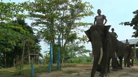 Sumatran Elephants Threatened With Extinction In Indonesia