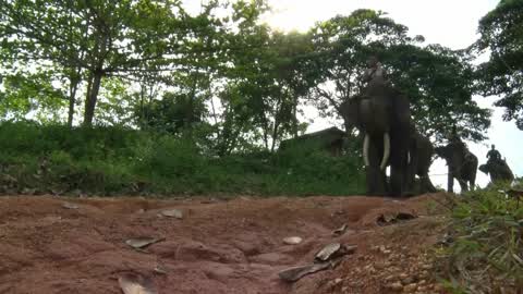 Sumatran Elephants Threatened With Extinction In Indonesia