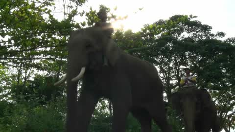 Sumatran Elephants Threatened With Extinction In Indonesia