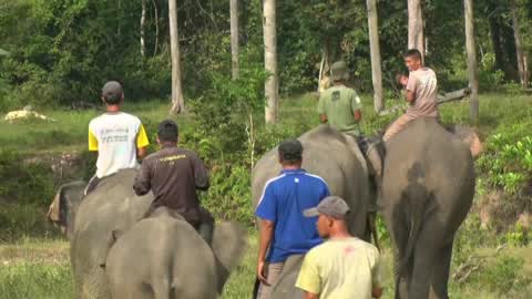 Sumatran Elephants Threatened With Extinction In Indonesia