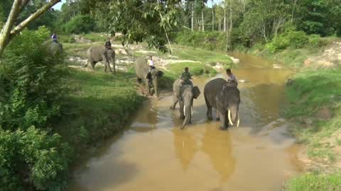 Sumatran Elephants Threatened With Extinction In Indonesia