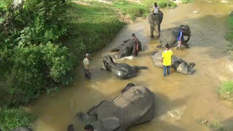 Sumatran Elephants Threatened With Extinction In Indonesia