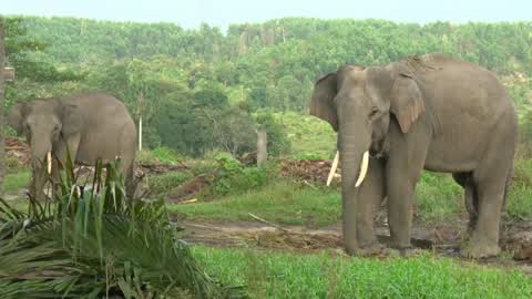 Sumatran Elephants Threatened With Extinction In Indonesia