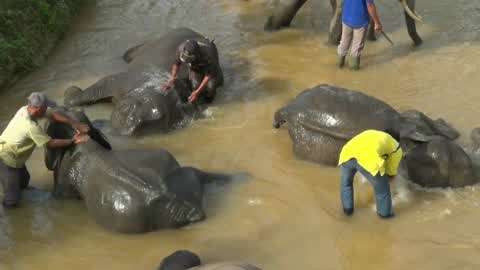 Sumatran Elephants Threatened With Extinction In Indonesia