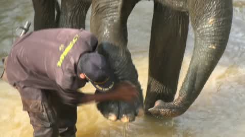 Sumatran Elephants Threatened With Extinction In Indonesia