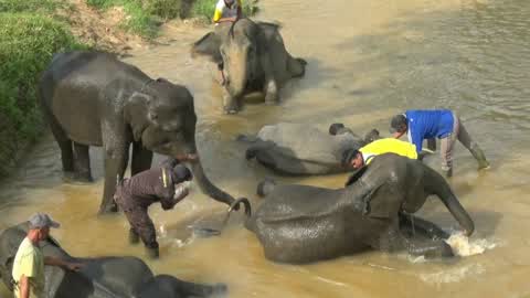 Sumatran Elephants Threatened With Extinction In Indonesia
