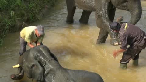 Sumatran Elephants Threatened With Extinction In Indonesia