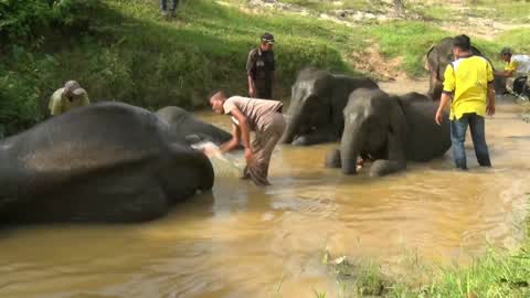 Sumatran Elephants Threatened With Extinction In Indonesia