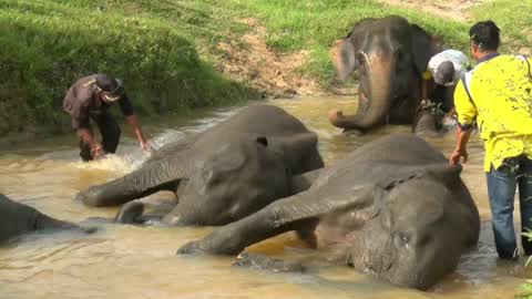 Sumatran Elephants Threatened With Extinction In Indonesia