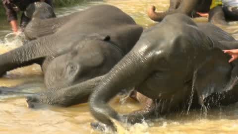 Sumatran Elephants Threatened With Extinction In Indonesia