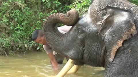 Sumatran Elephants Threatened With Extinction In Indonesia