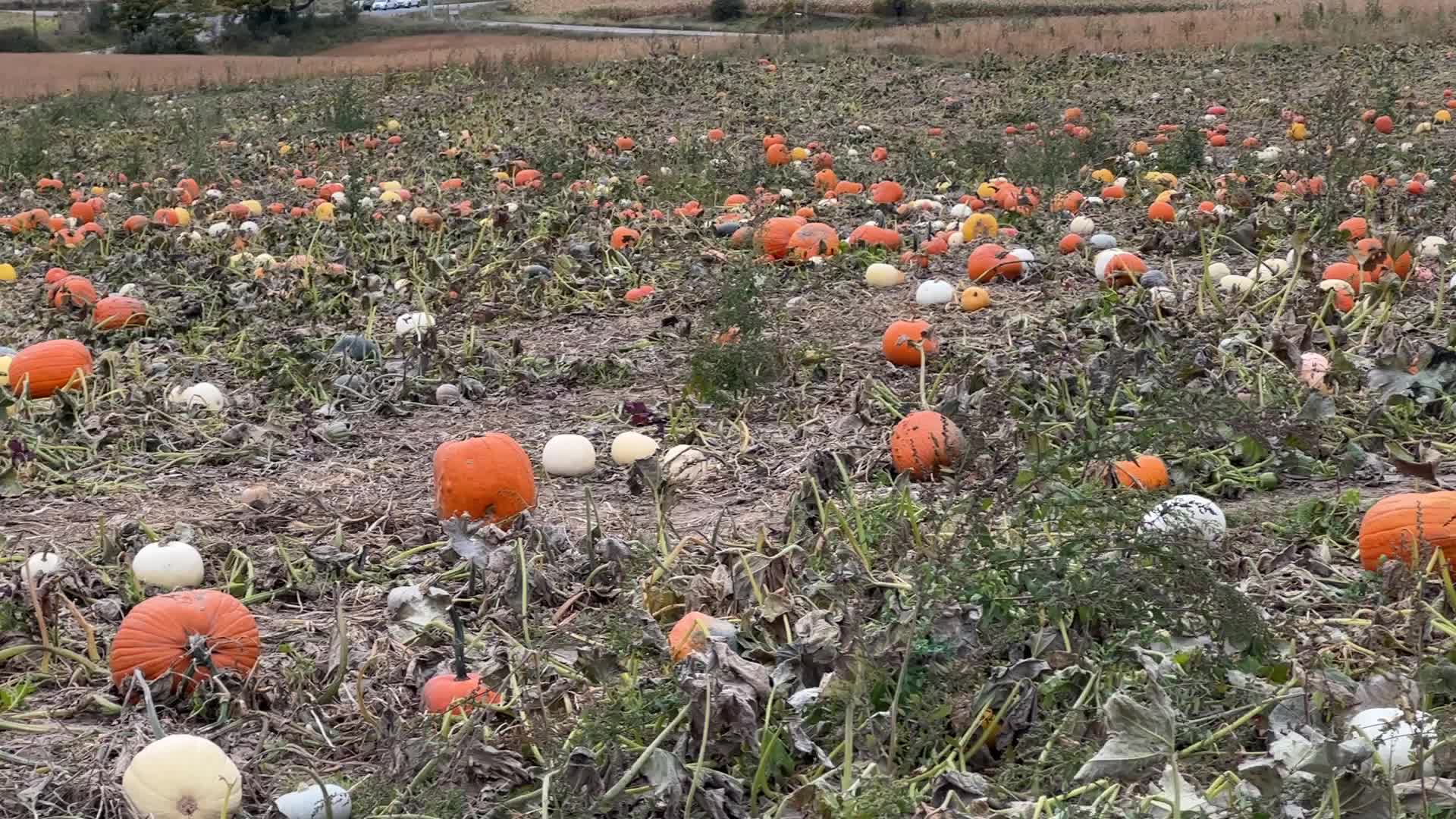 Halloween pumpkins in Markham