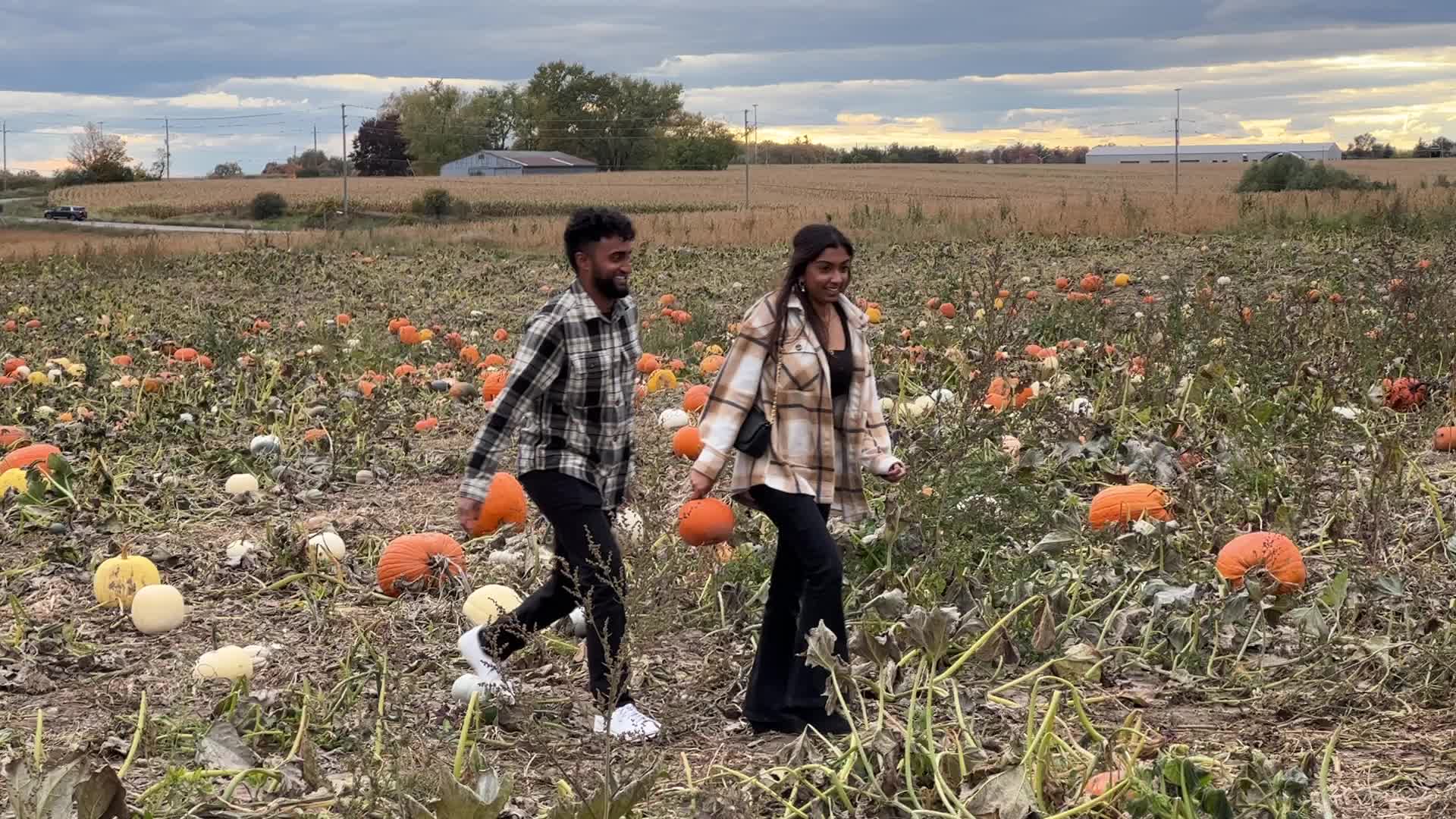 Halloween pumpkins in Markham