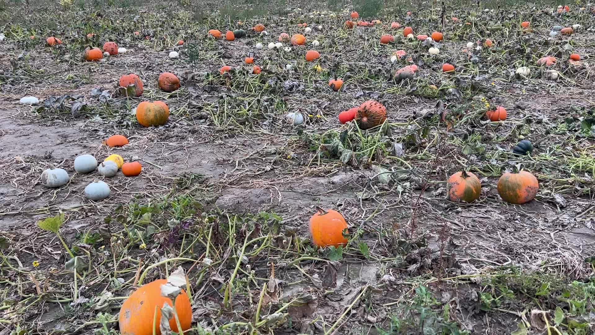 Halloween pumpkins in Markham