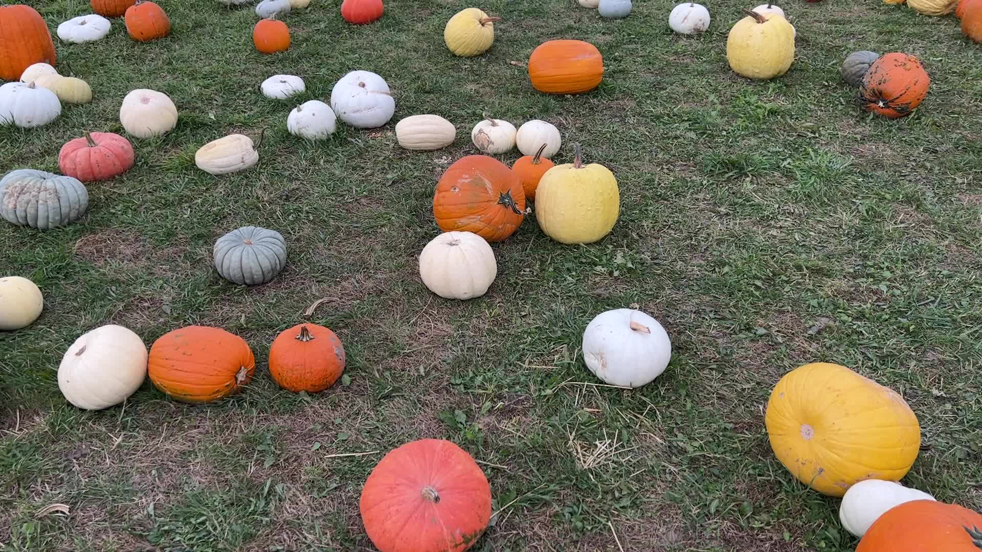 Halloween pumpkins in Markham