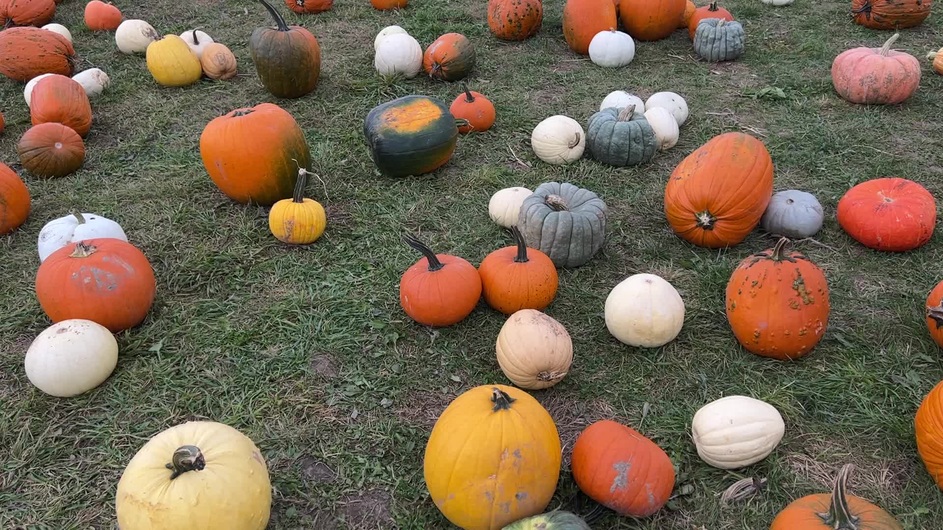 Halloween pumpkins in Markham