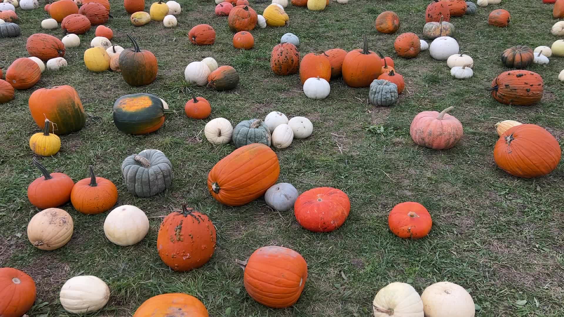 Halloween pumpkins in Markham