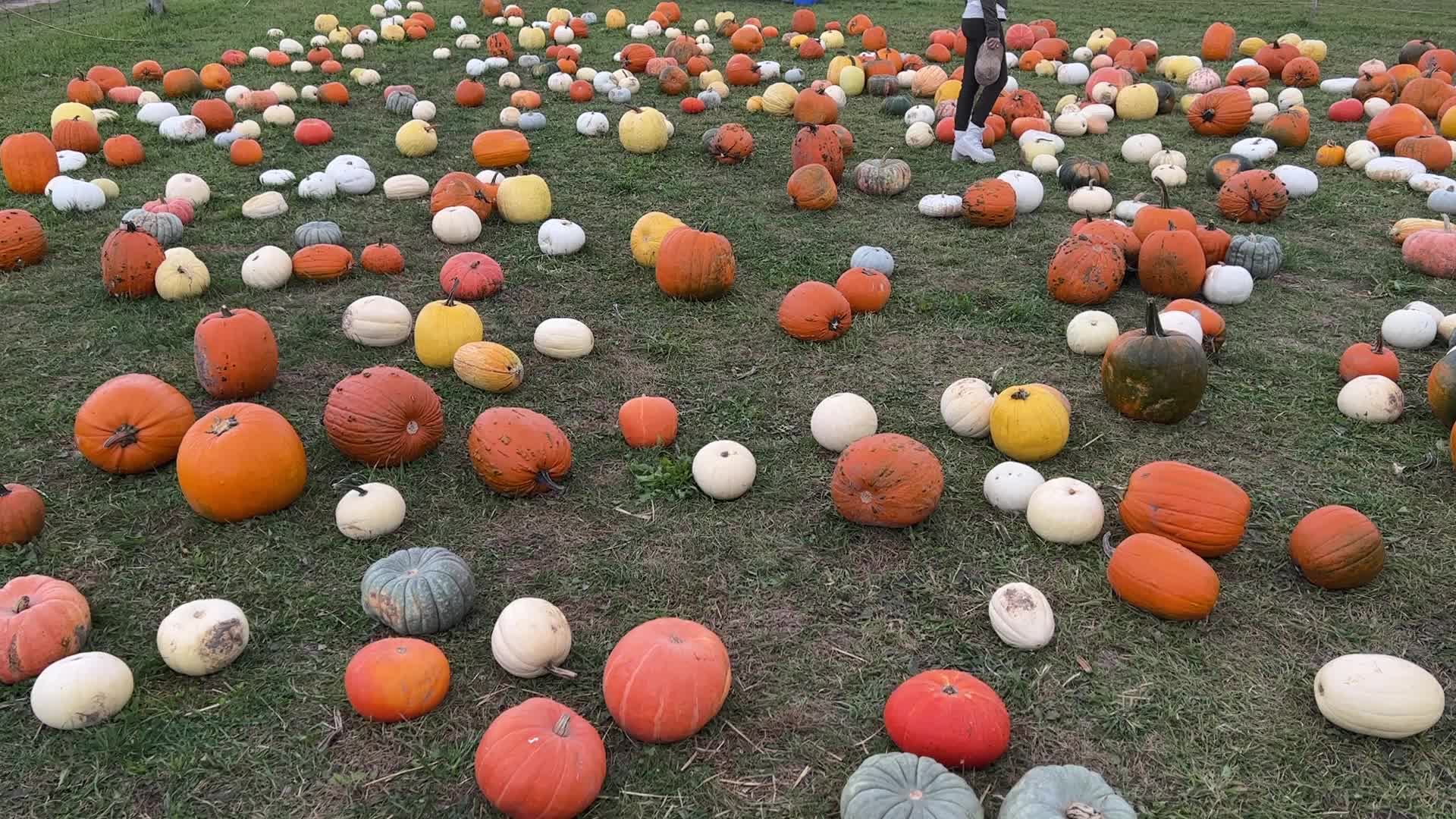 Halloween pumpkins in Markham