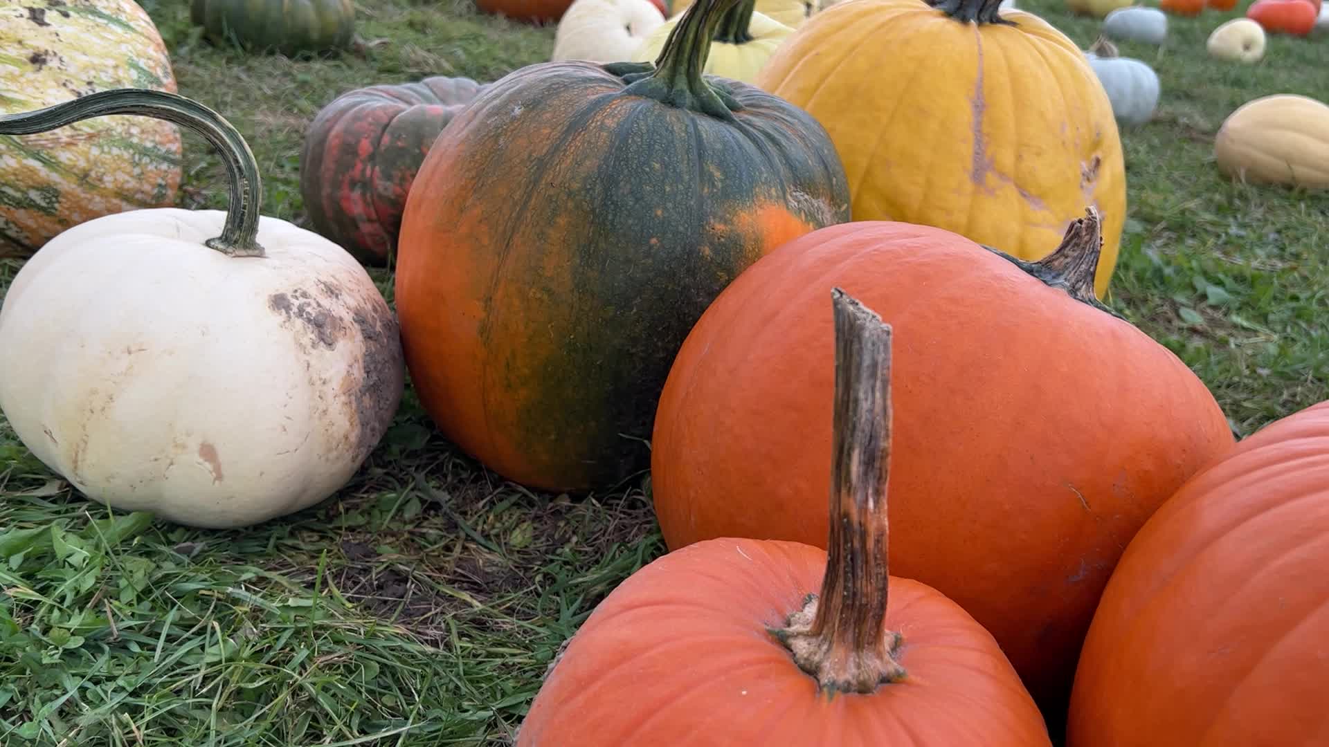 Halloween pumpkins in Markham