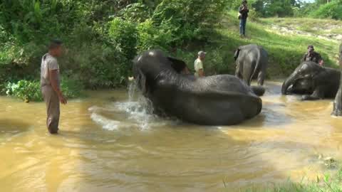 Sumatran Elephants Threatened With Extinction In Indonesia