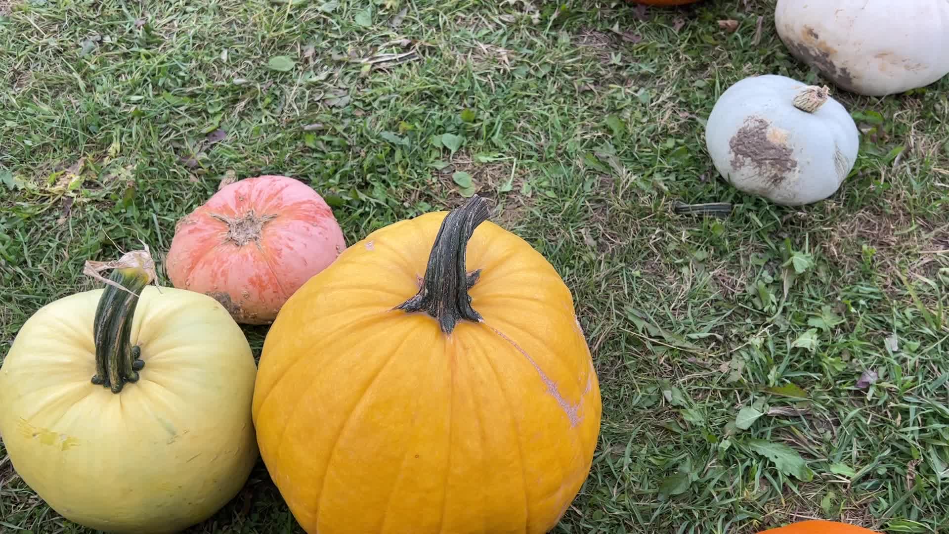Halloween pumpkins in Markham